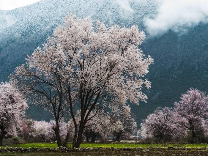 西藏林芝：雨后桃花分外娇艳